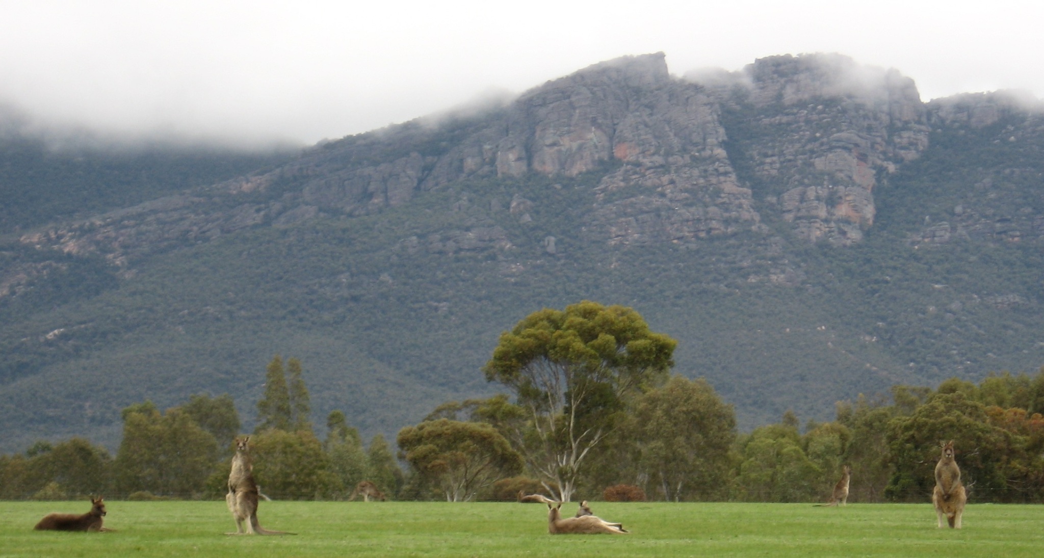 Kangeroos 2012