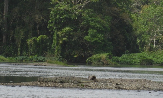Big croc in the river