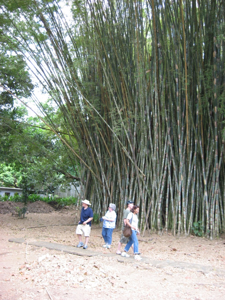 Cyndy and Bryan in tall bambo