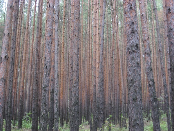 R fir trees