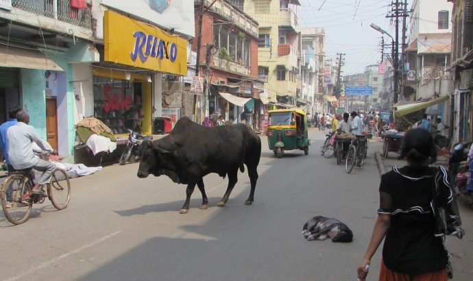 Varanasi cow and dog in street