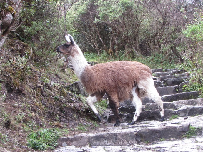 A llama crosses the trail near our camp