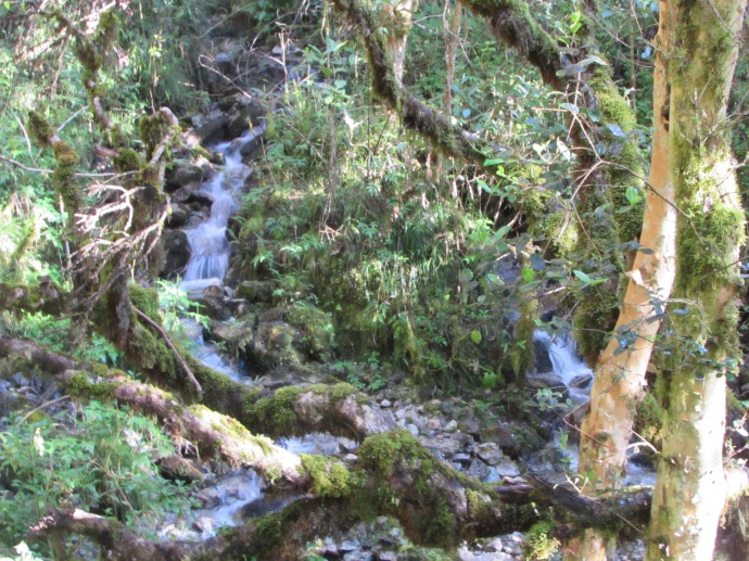 Mountain stream in cloud forest