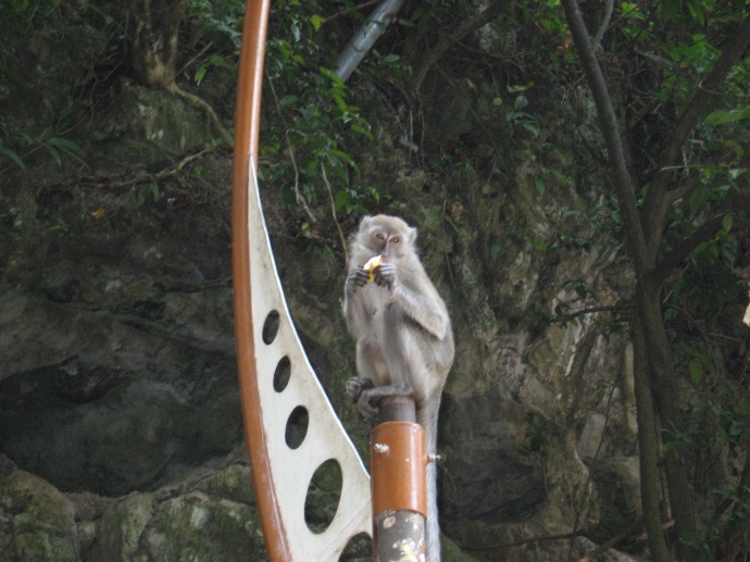 Granpa monkey at Batu Caves