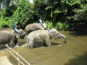 KL elephants bathing