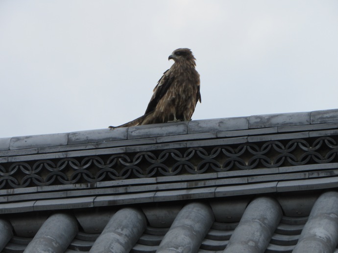 An eagle on temple roof, next to a crane