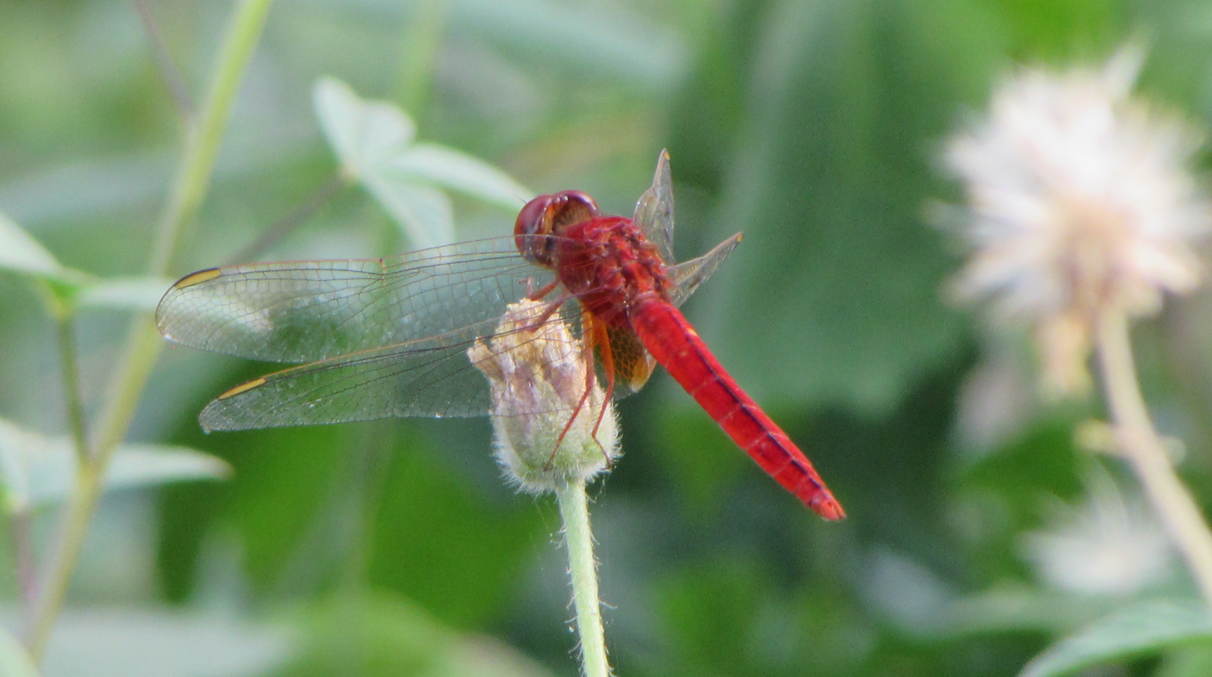 cam-dragonfly-red-2-narrow