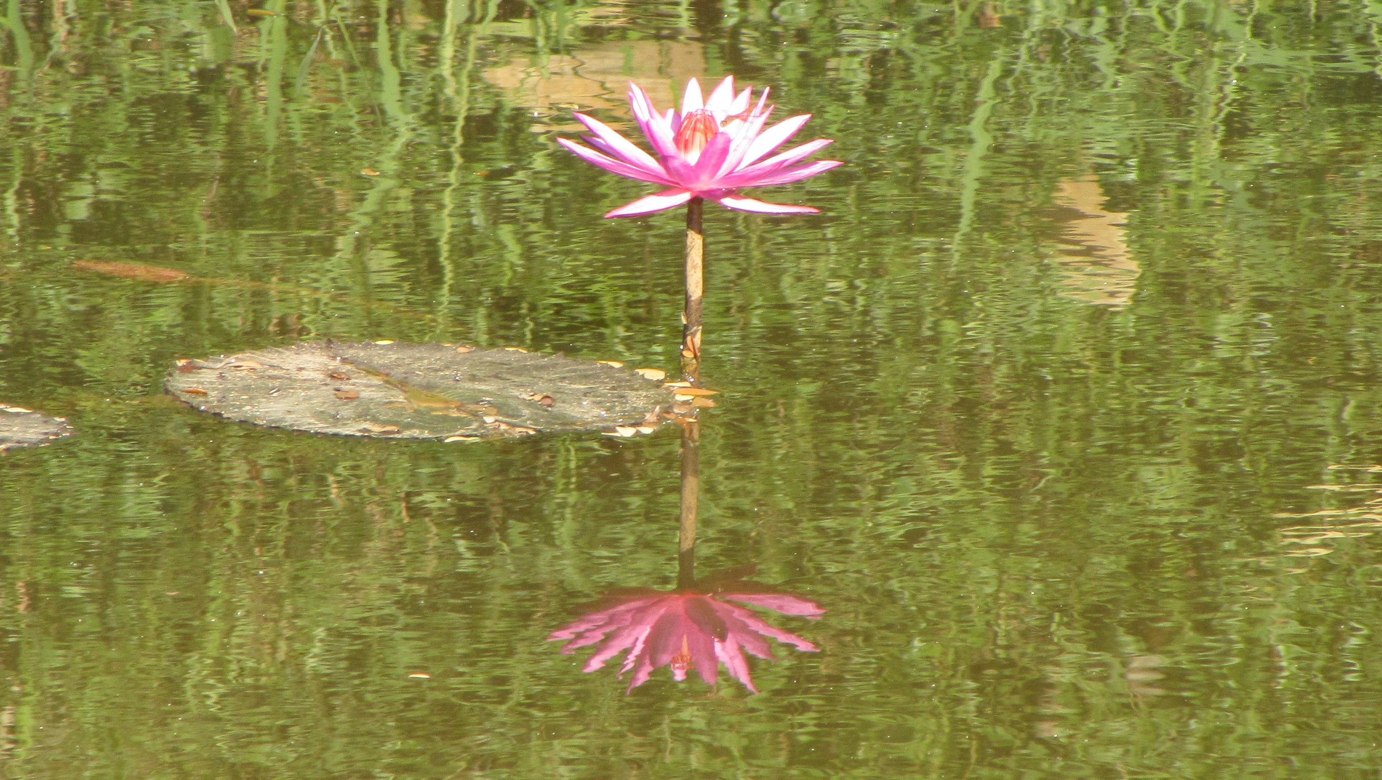 cam-siem-reap-river-lilly