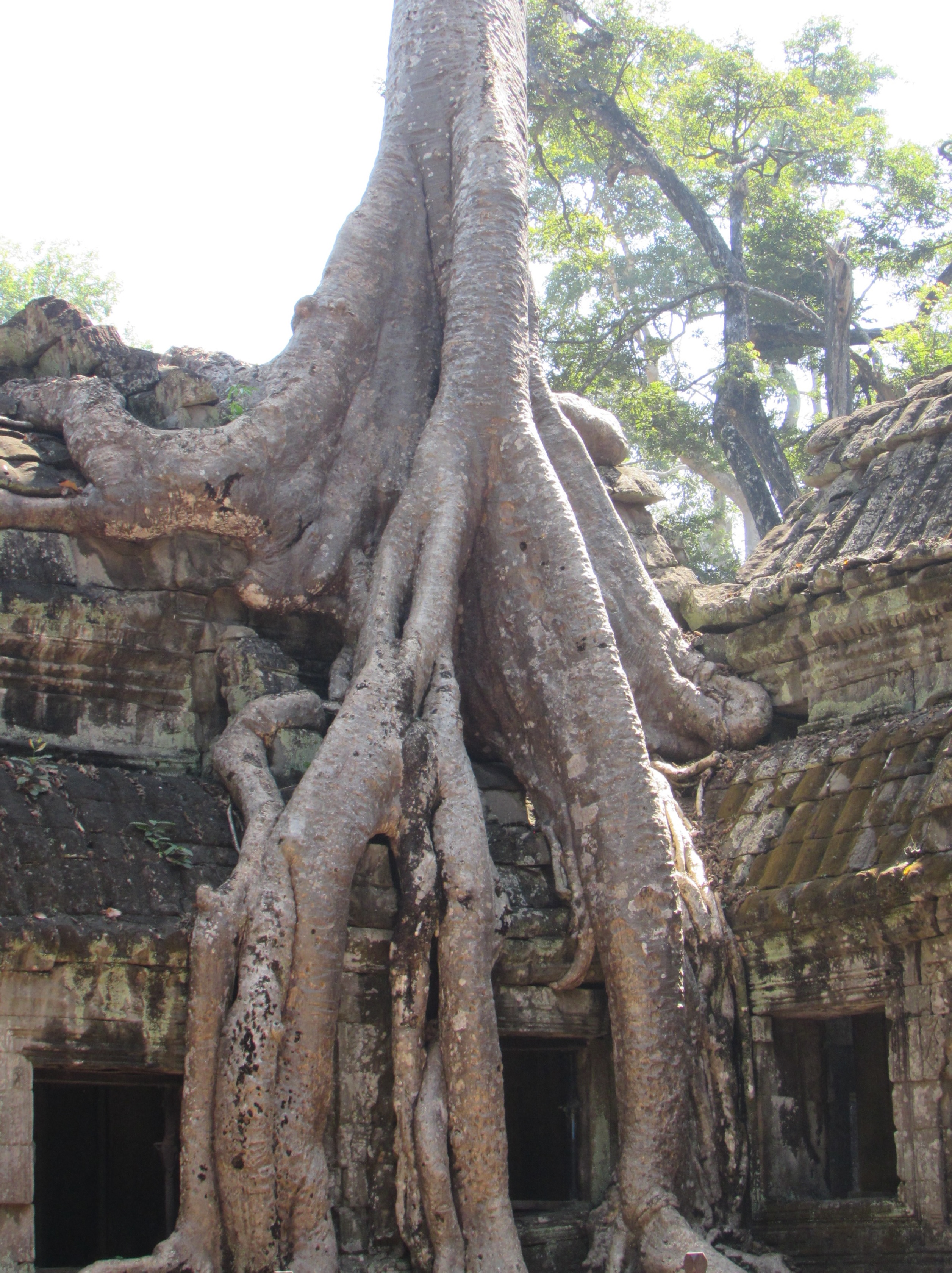 cam-tree-on-temple